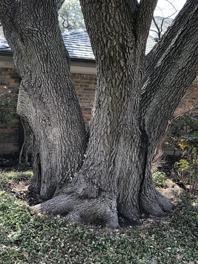 Mature heritage tree close to a Shaver Lake property cared for by certified arborists
